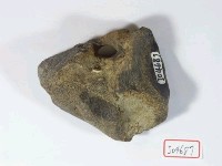 藏品(不明頭骨)的圖片